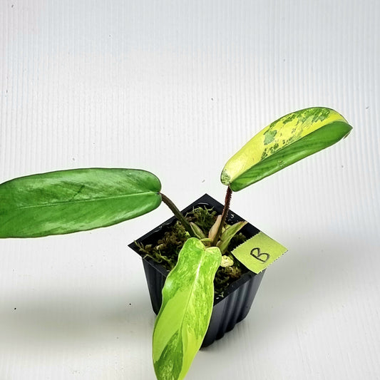 Philodendron squamiferum X P. Florida Beauty Variegated