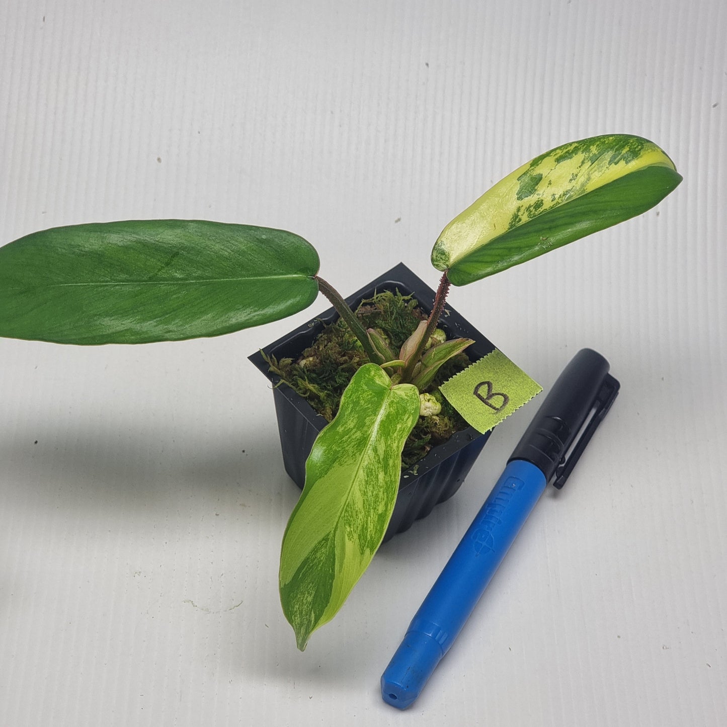 Philodendron squamiferum X P. Florida Beauty Variegated