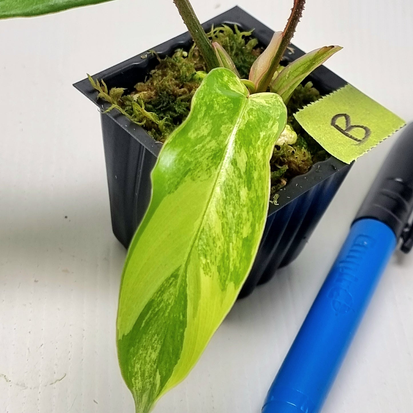 Philodendron squamiferum X P. Florida Beauty Variegated