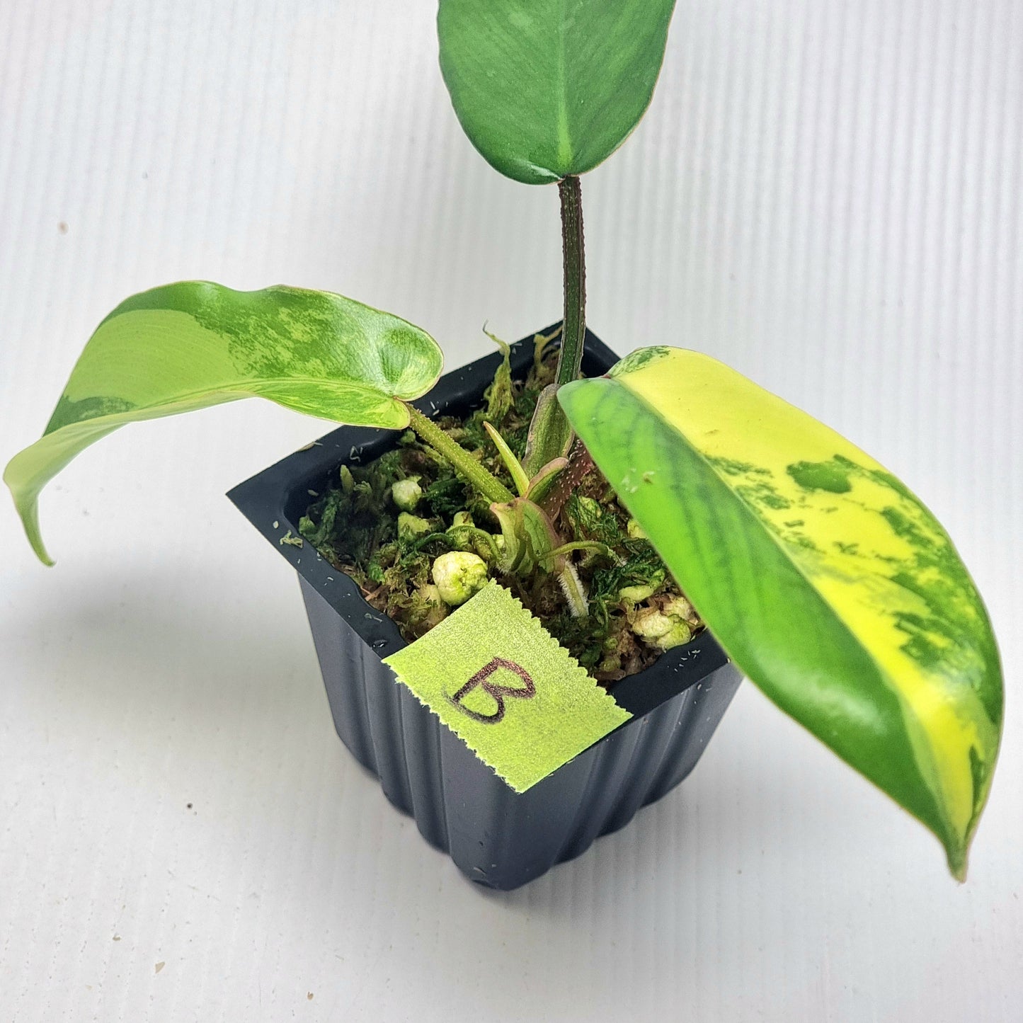 Philodendron squamiferum X P. Florida Beauty Variegated