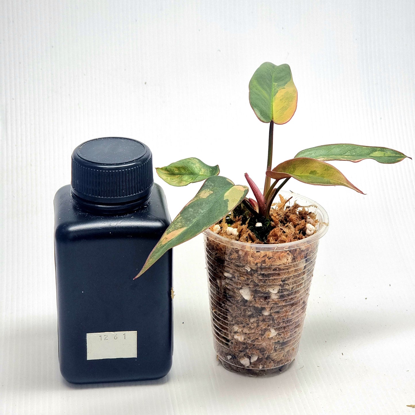 Philodendron atabapoense Pink Variegated