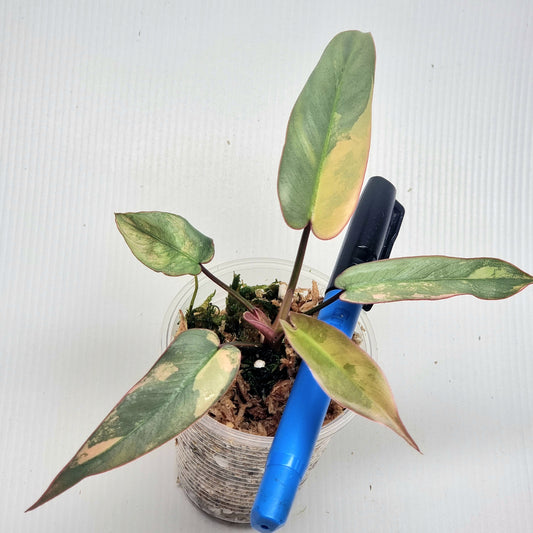Philodendron atabapoense Pink Variegated