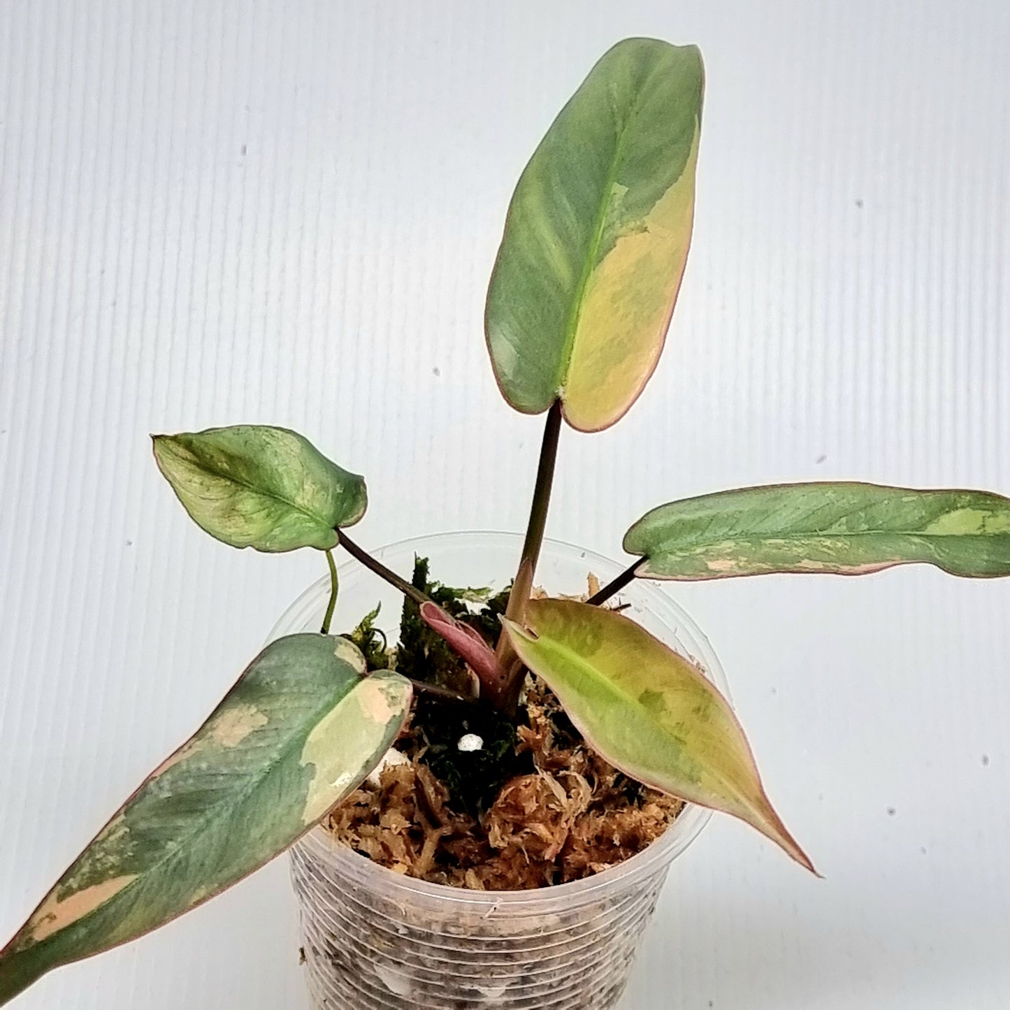 Philodendron atabapoense Pink Variegated