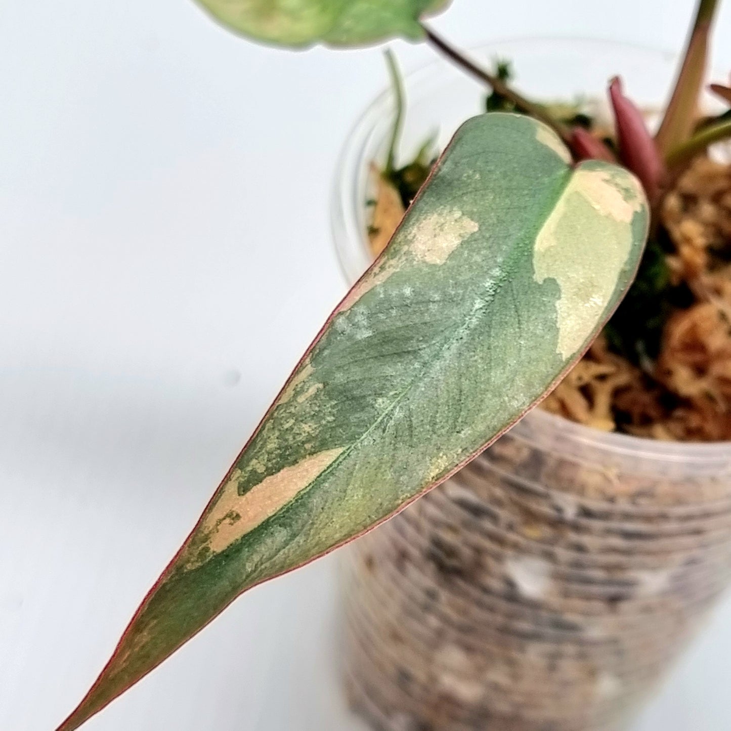 Philodendron atabapoense Pink Variegated