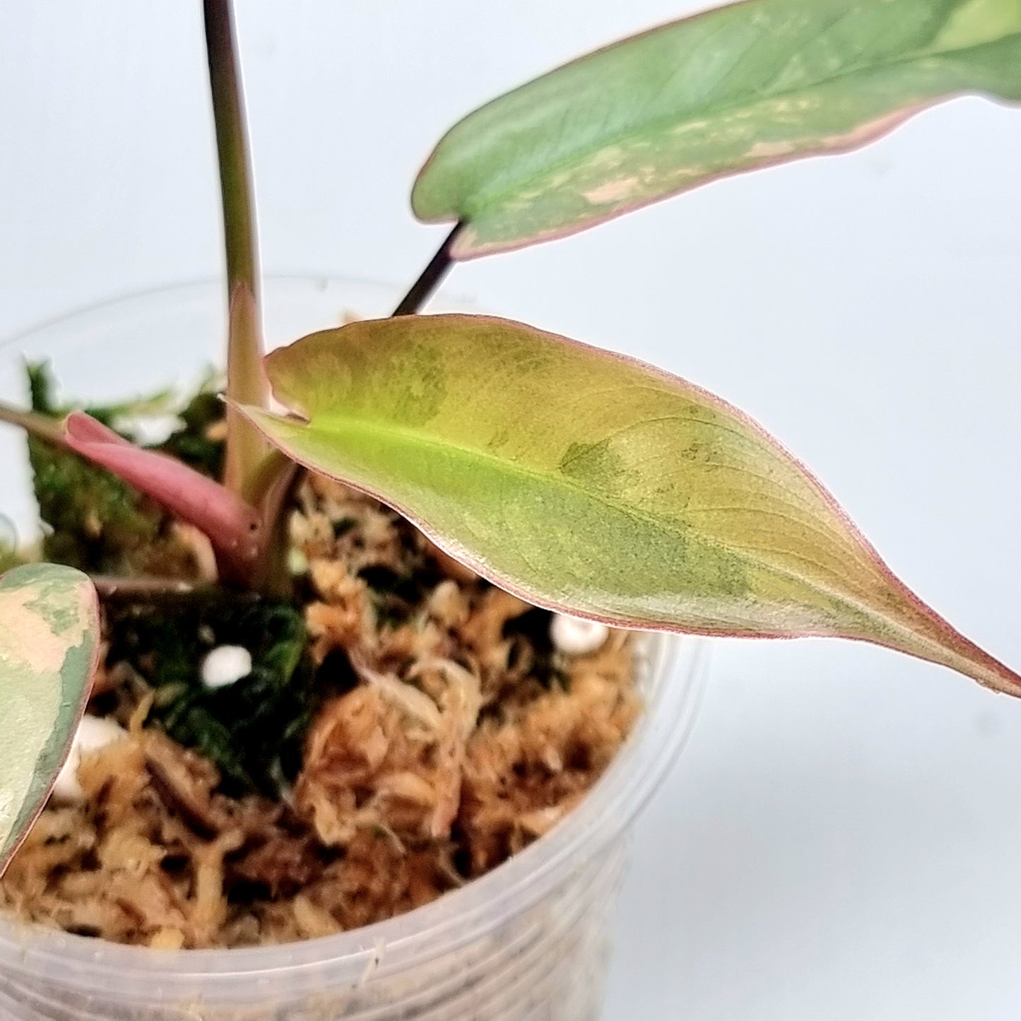 Philodendron atabapoense Pink Variegated