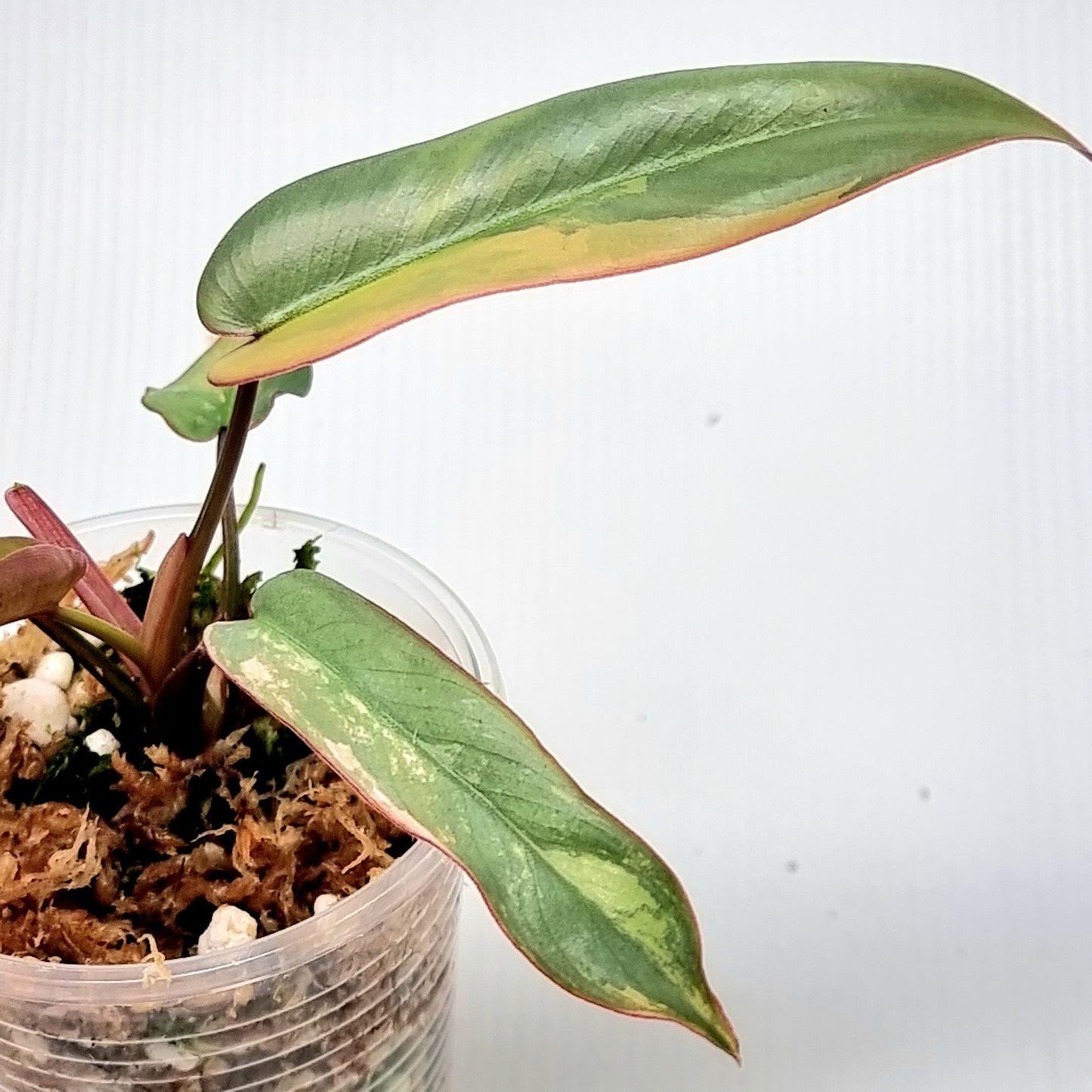 Philodendron atabapoense Pink Variegated