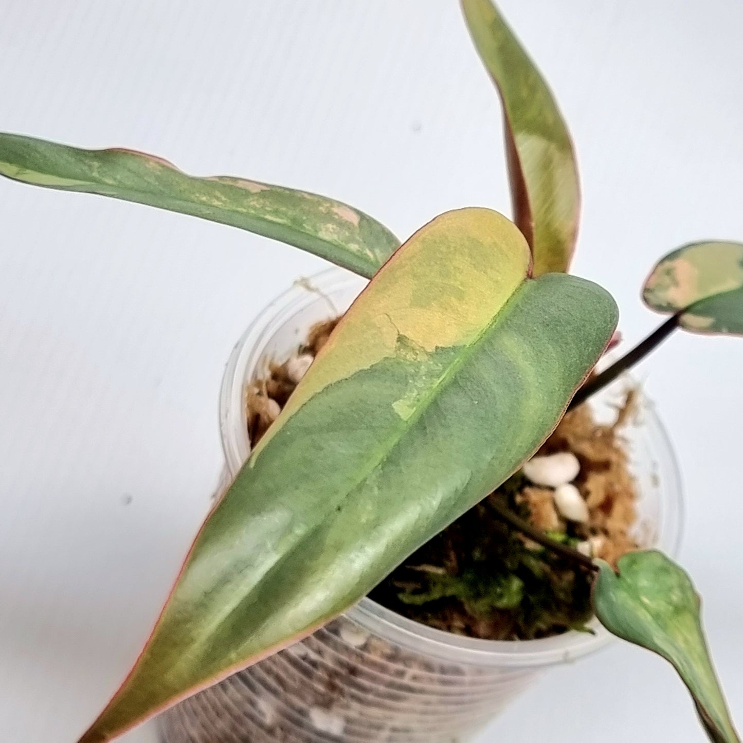 Philodendron atabapoense Pink Variegated