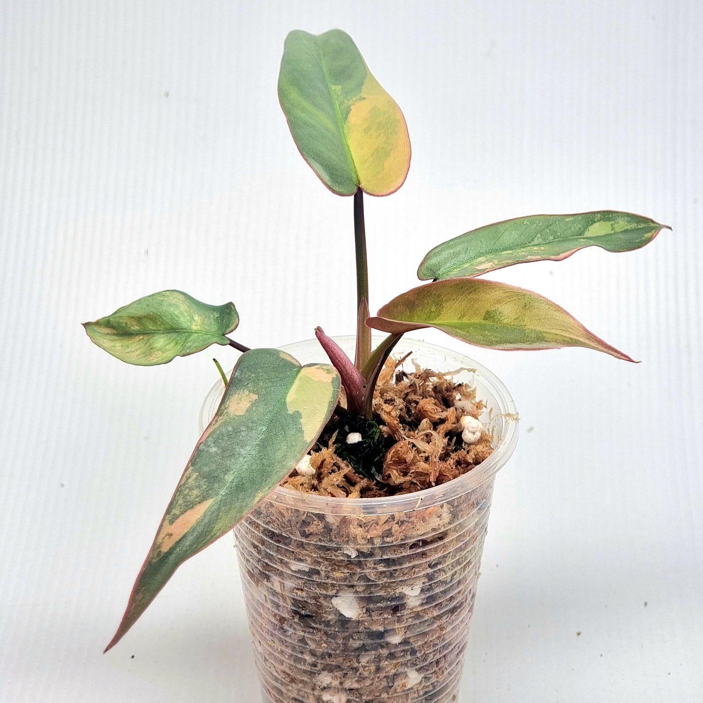 Philodendron atabapoense Pink Variegated