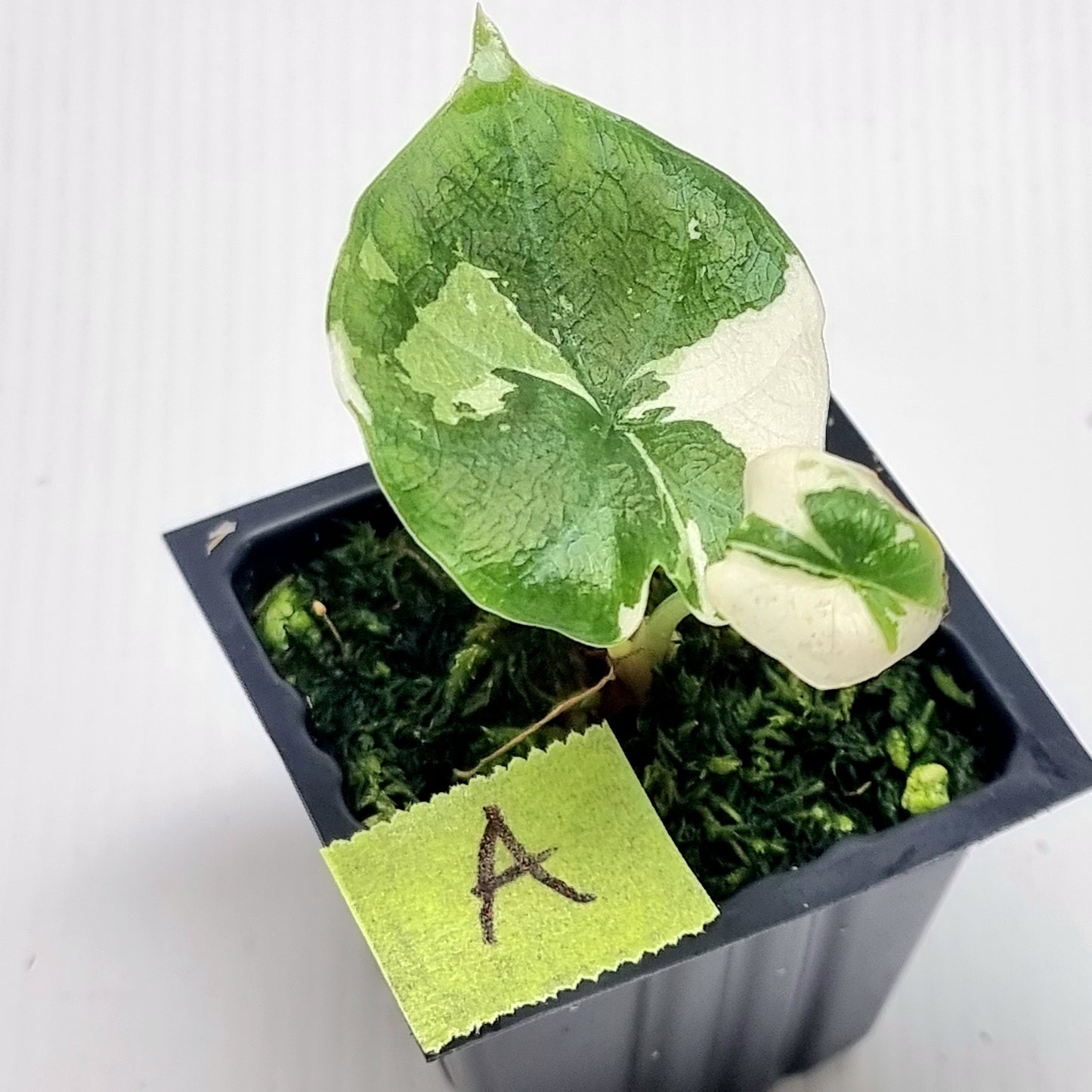 Alocasia melo Albo variegated