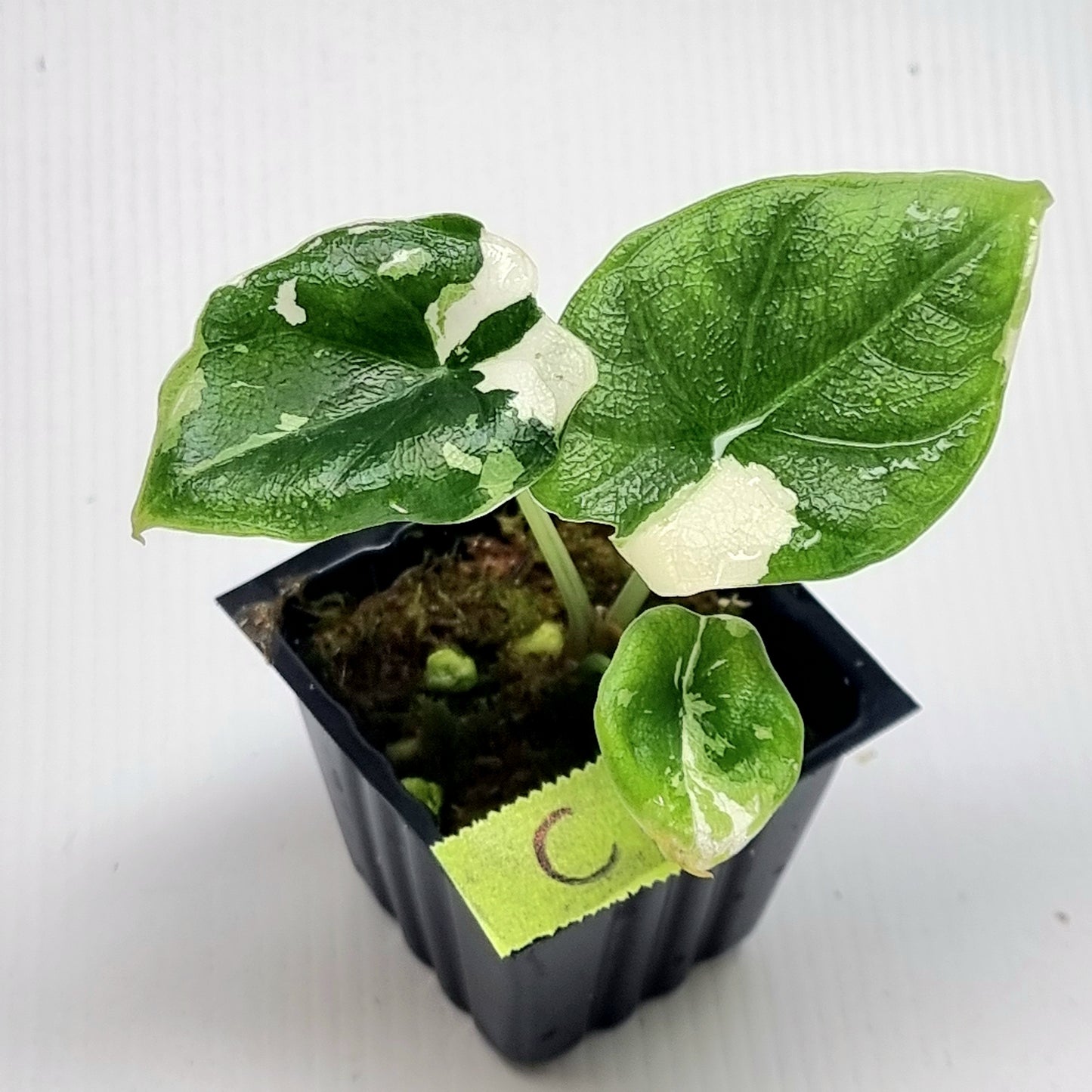 Alocasia melo Albo variegated