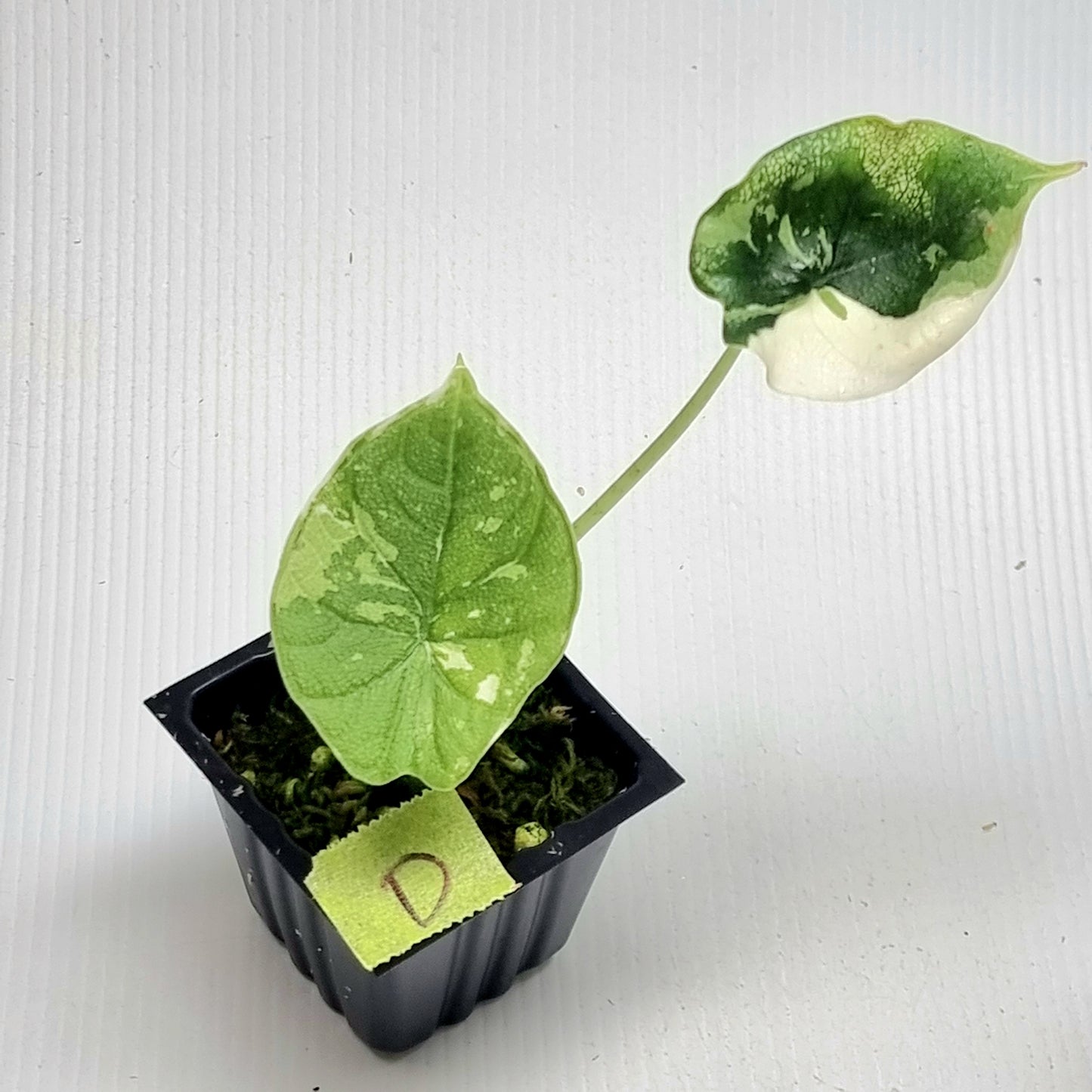 Alocasia melo Albo variegated