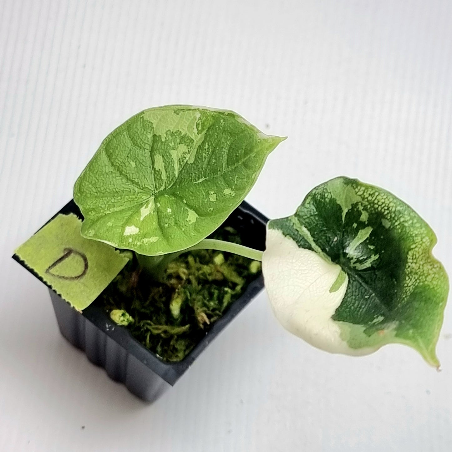 Alocasia melo Albo variegated