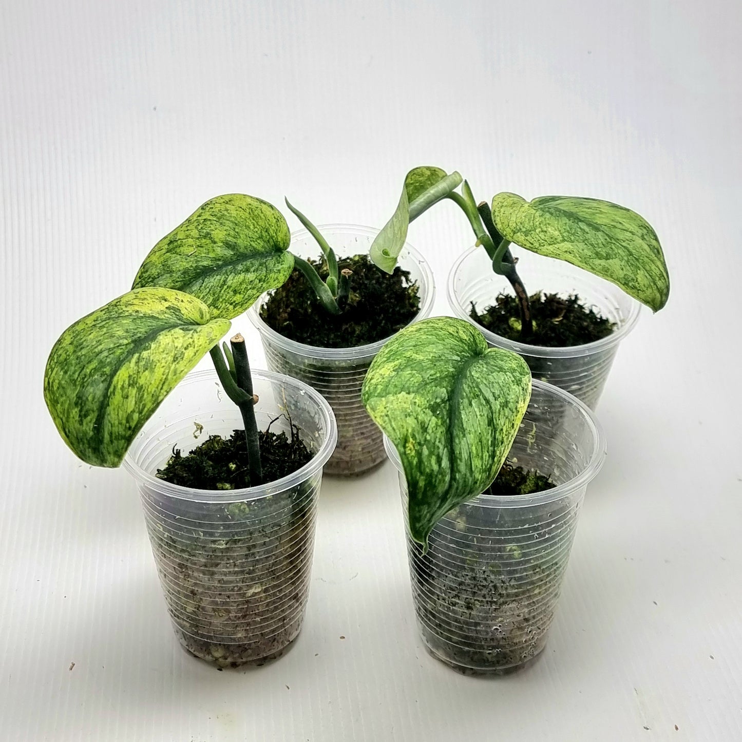 Scindapsus Jade Satin Marble