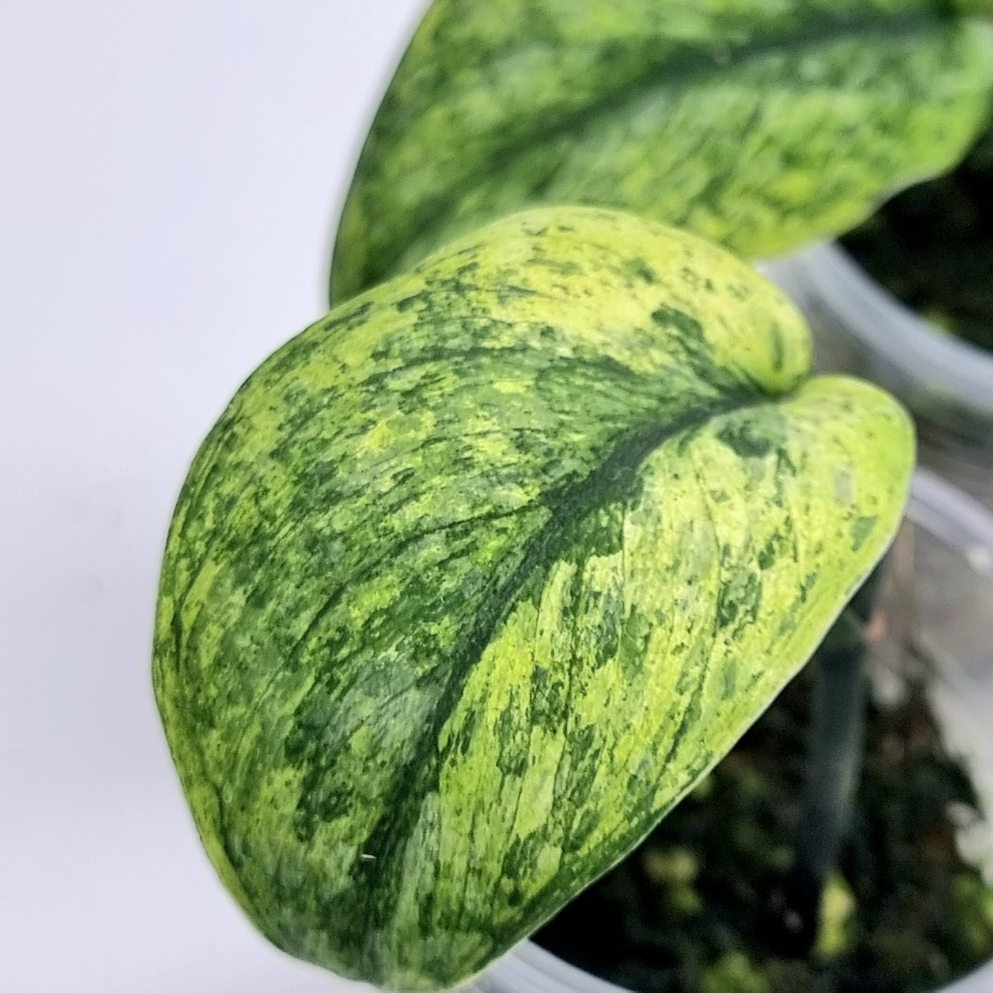 Scindapsus Jade Satin Marble