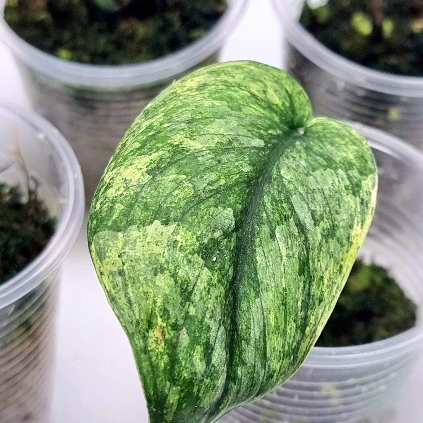 Scindapsus Jade Satin Marble