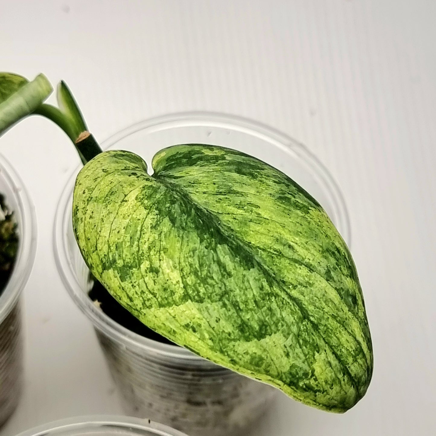 Scindapsus Jade Satin Marble