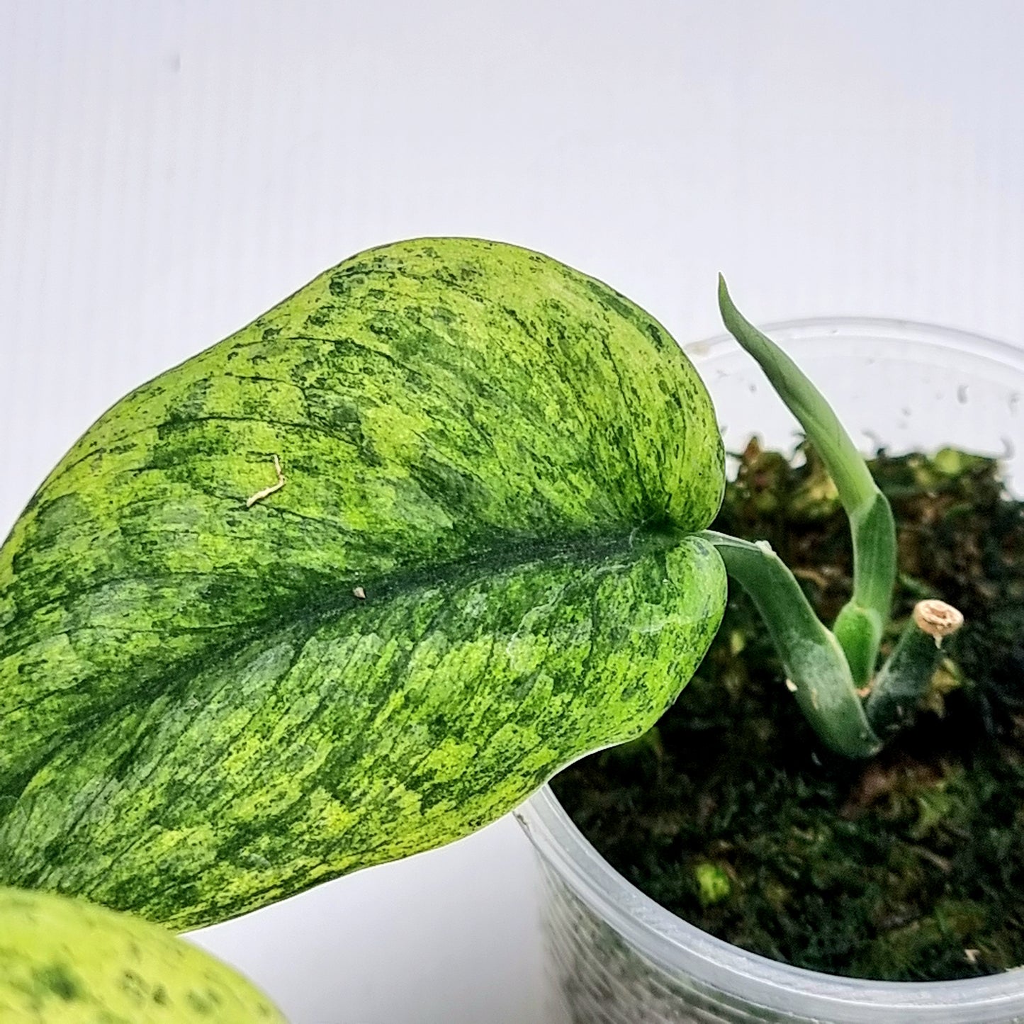 Scindapsus Jade Satin Marble