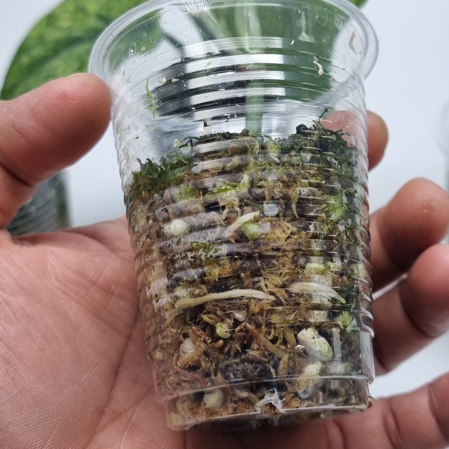 Scindapsus Jade Satin Marble