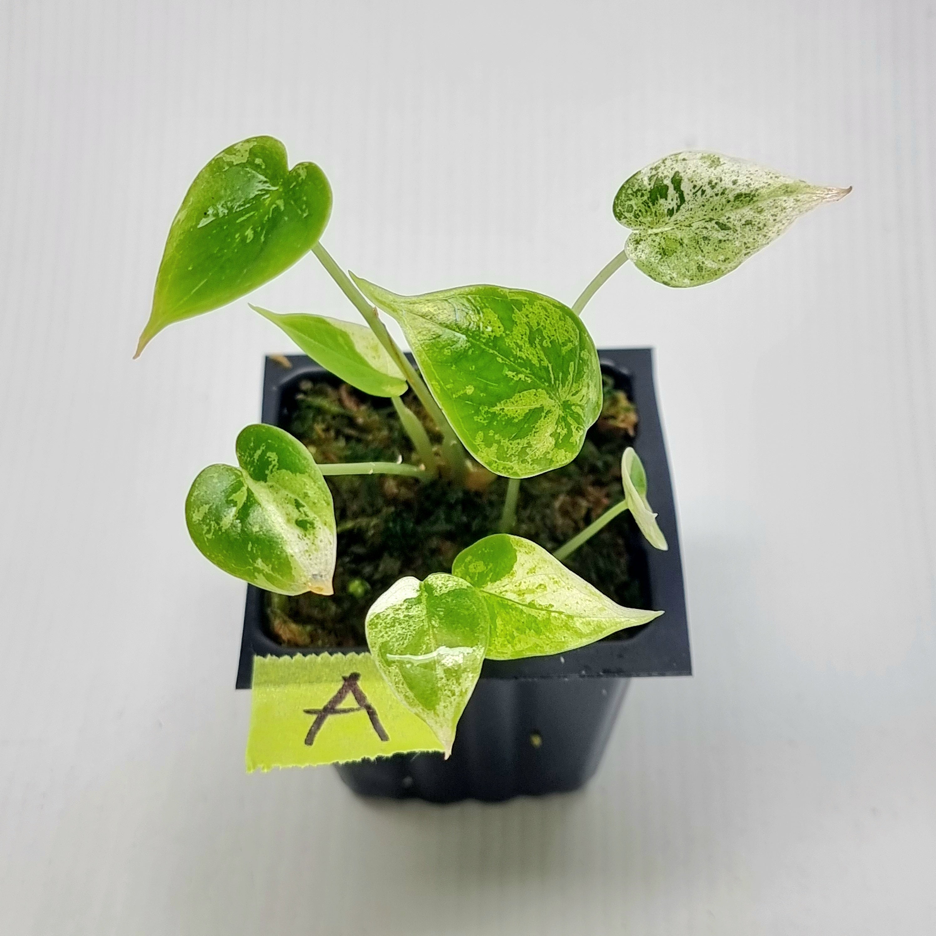 Alocasia Dragon Scale Mint -Double planted – Flora Magnifica Australia