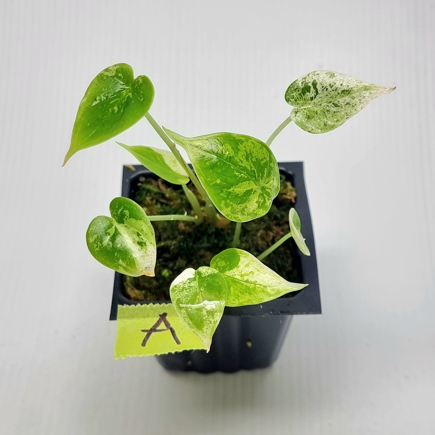 Alocasia Dragon Scale Mint -Double planted