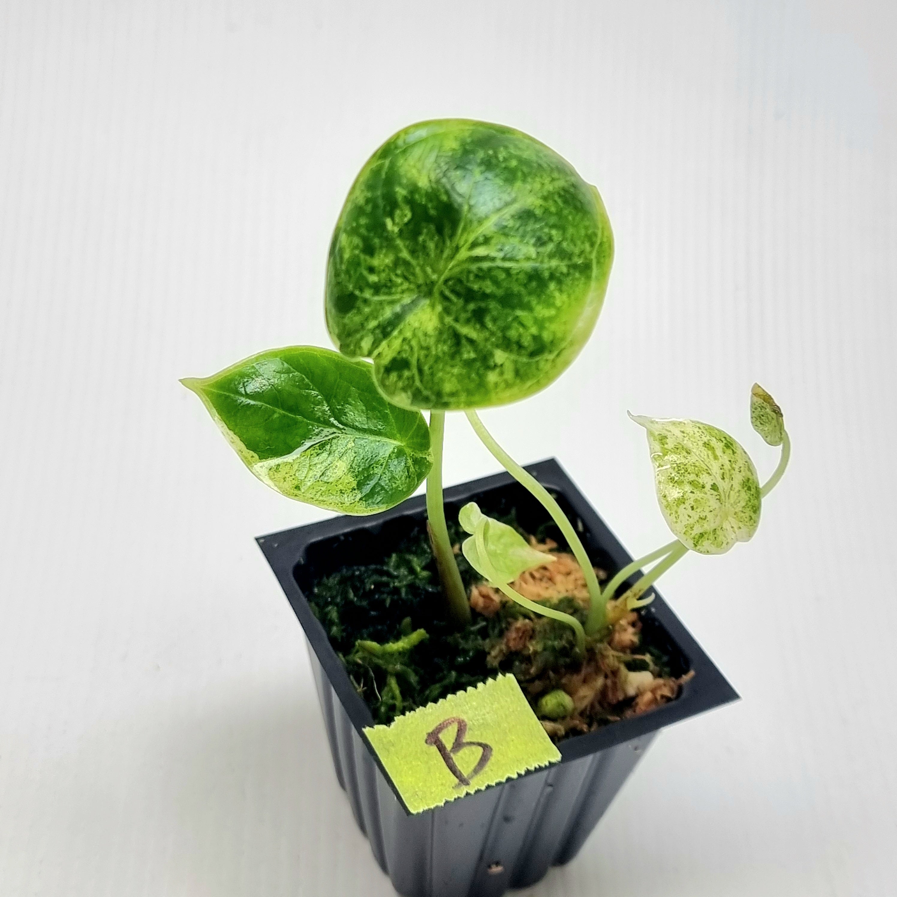 Alocasia Dragon Scale mint 2本セット Alocasia Dragon Scale Mint -Double planted – Flora Magnifica Australia