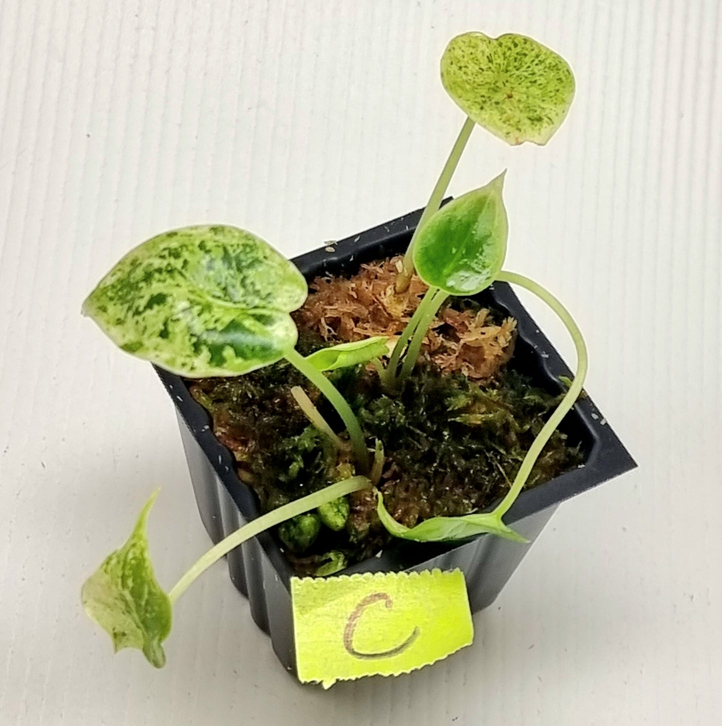 Alocasia Dragon Scale Mint -Double planted