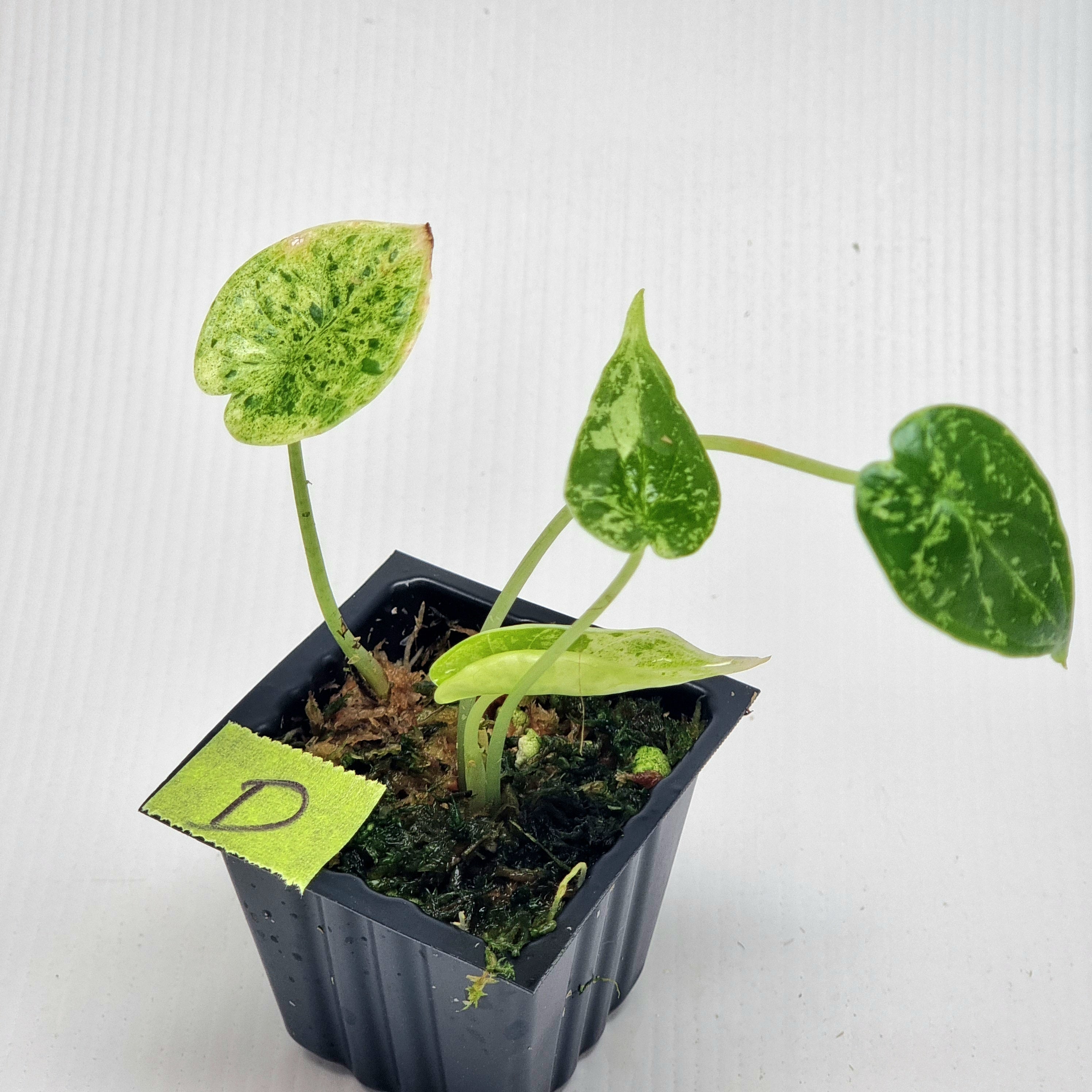 Alocasia Dragon Scale Mint -Double planted – Flora Magnifica Australia