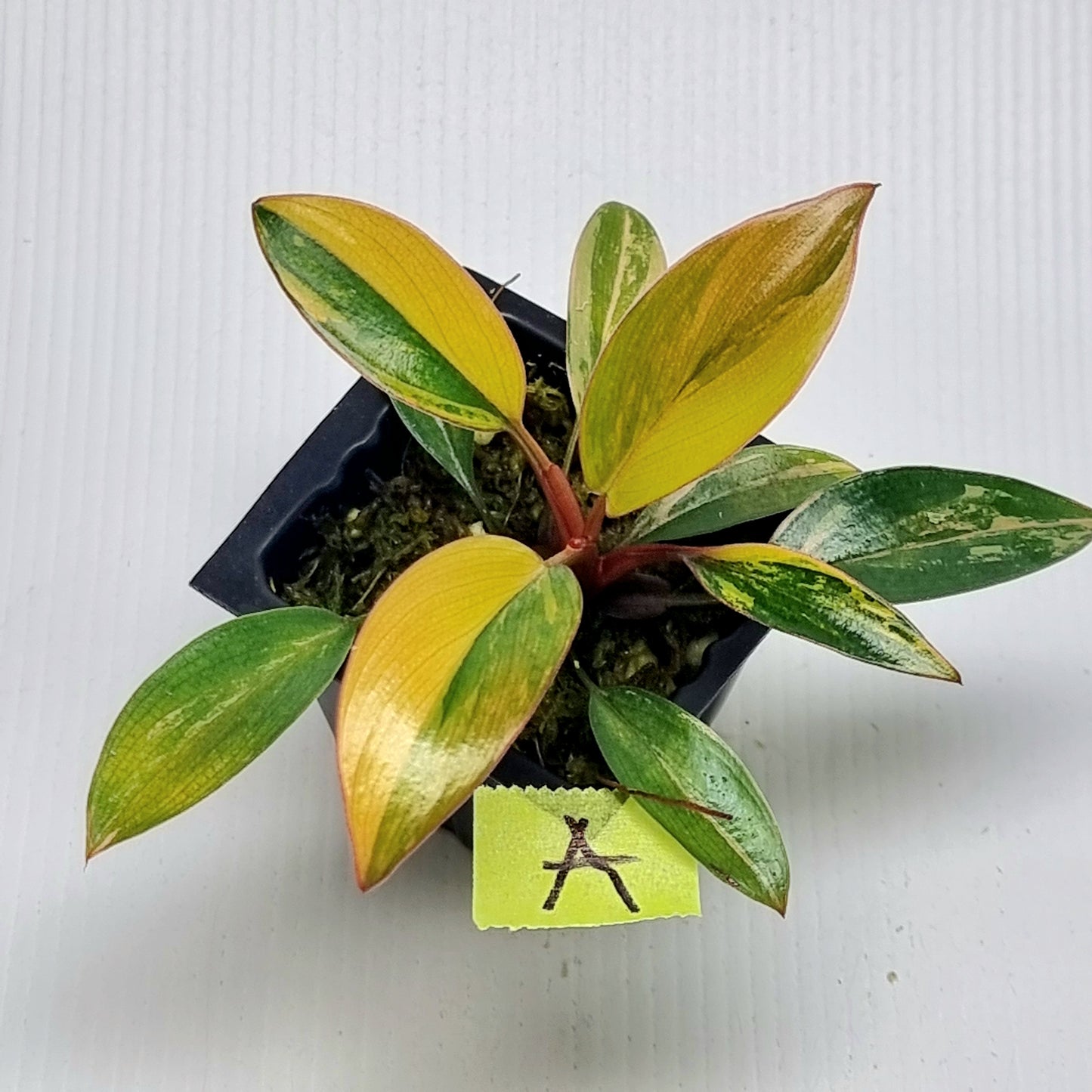 Philodendron Red Congo Variegated