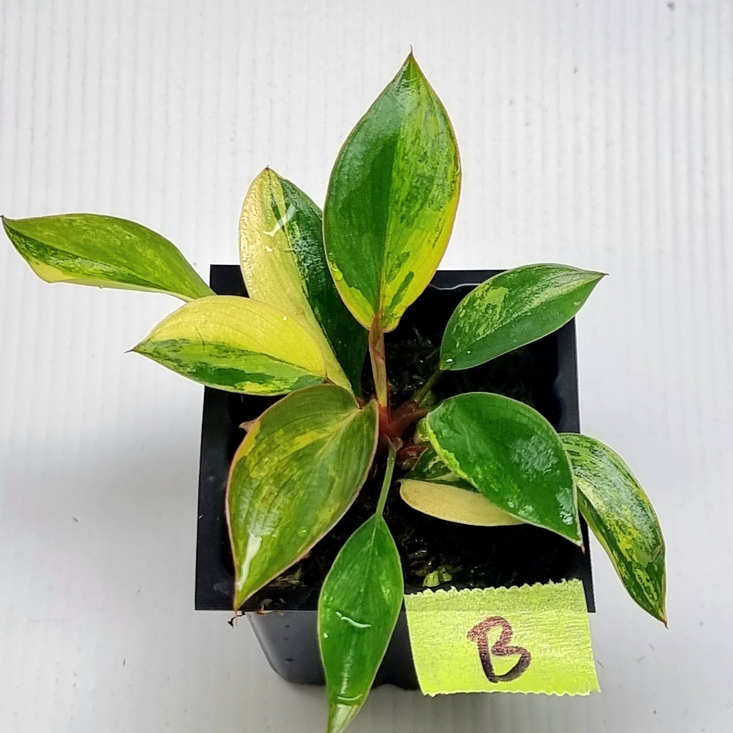 Philodendron Red Congo Variegated