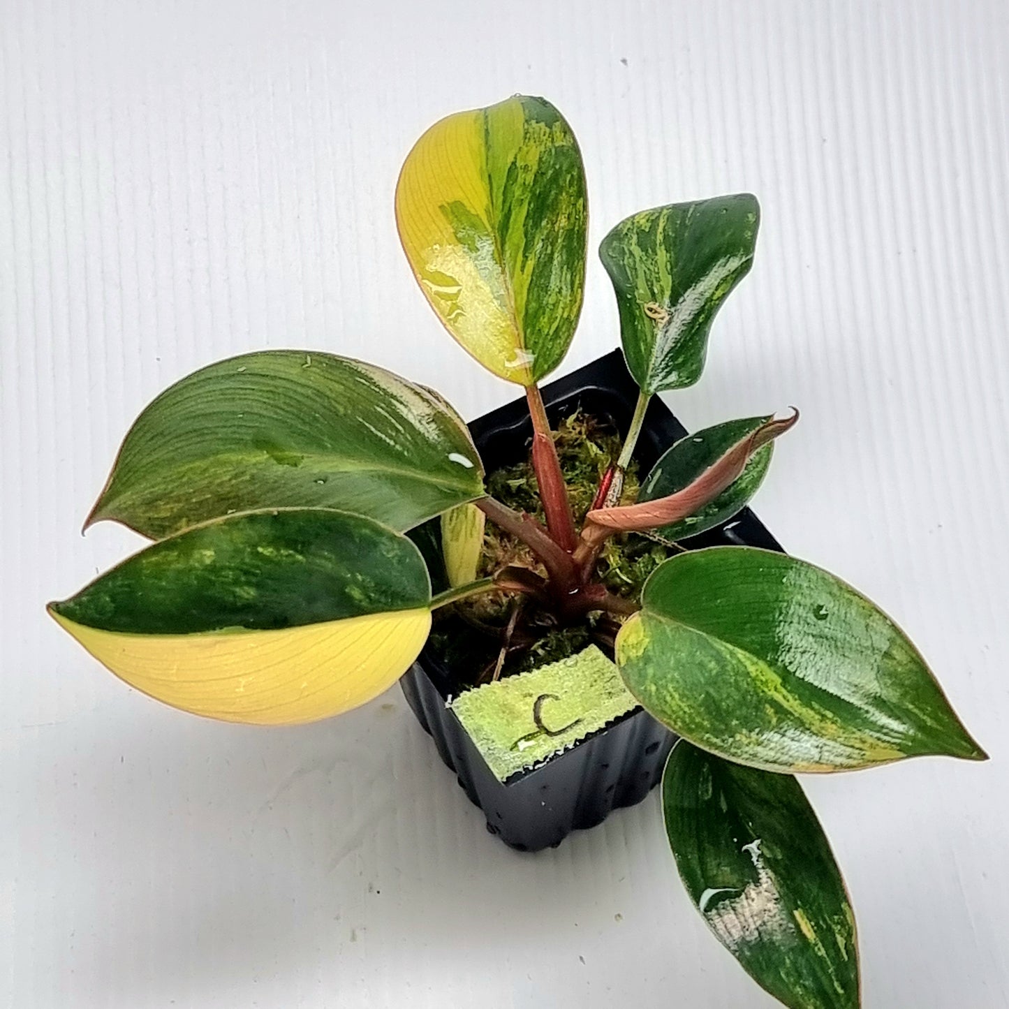 Philodendron Red Congo Variegated