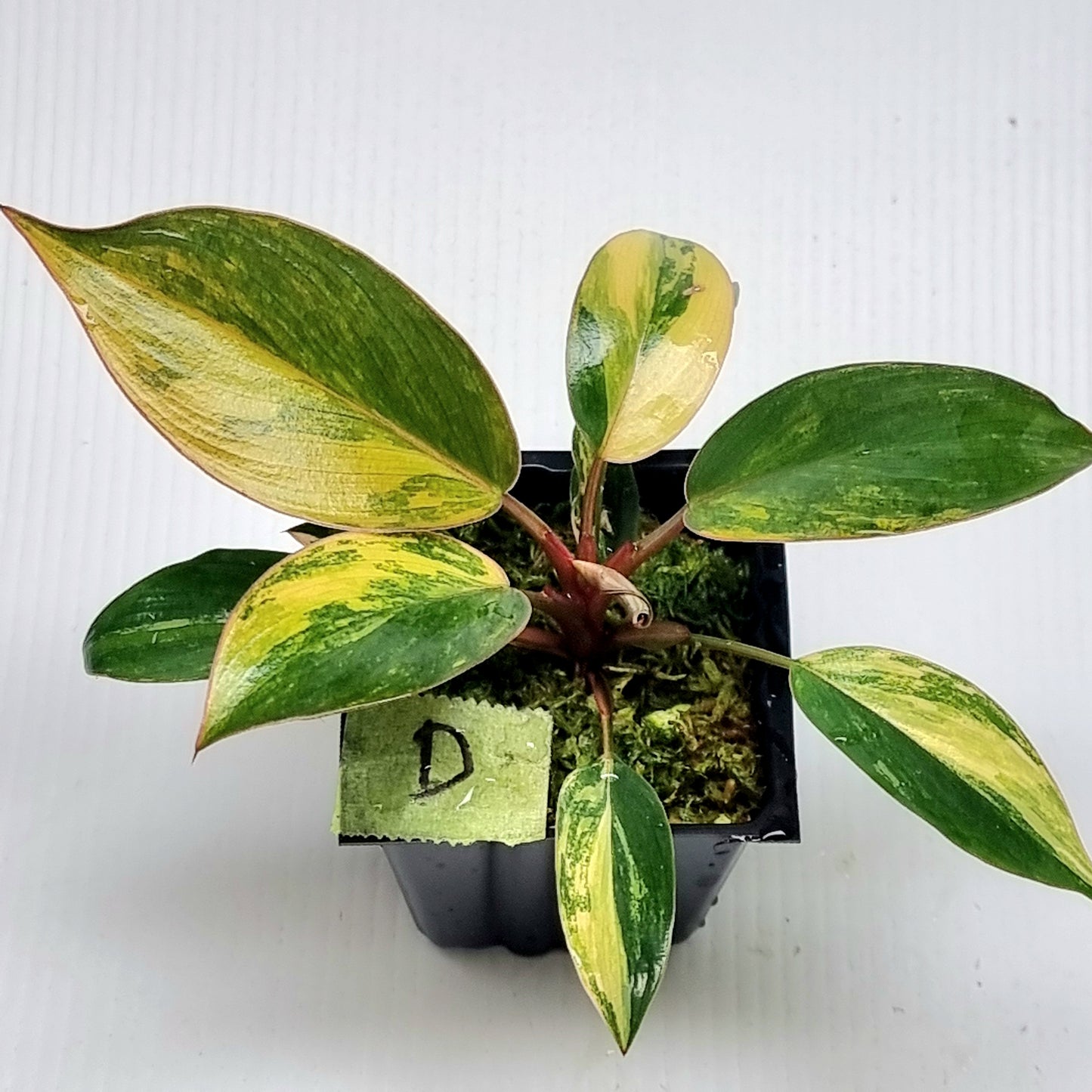 Philodendron Red Congo Variegated