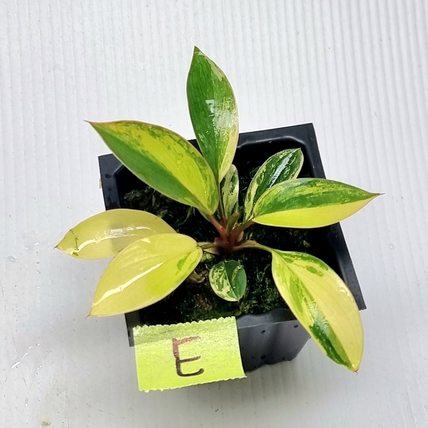 Philodendron Red Congo Variegated