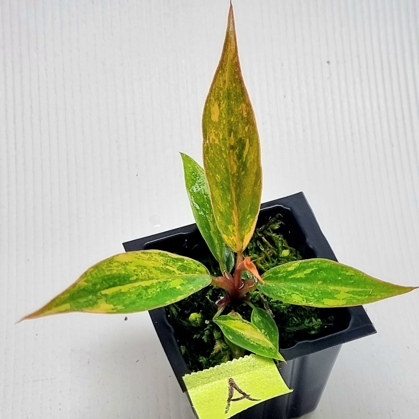 Philodendron Fire Tiger