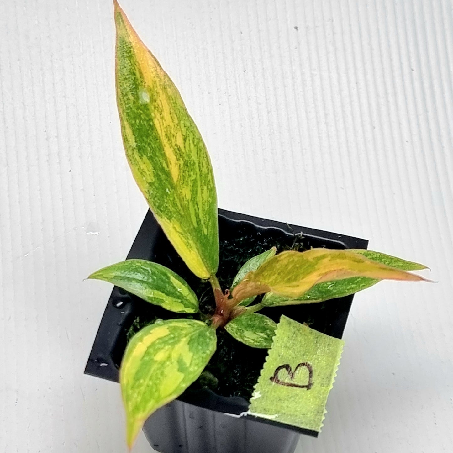 Philodendron Fire Tiger