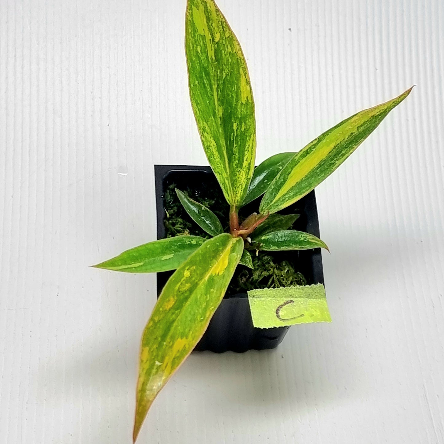 Philodendron Fire Tiger