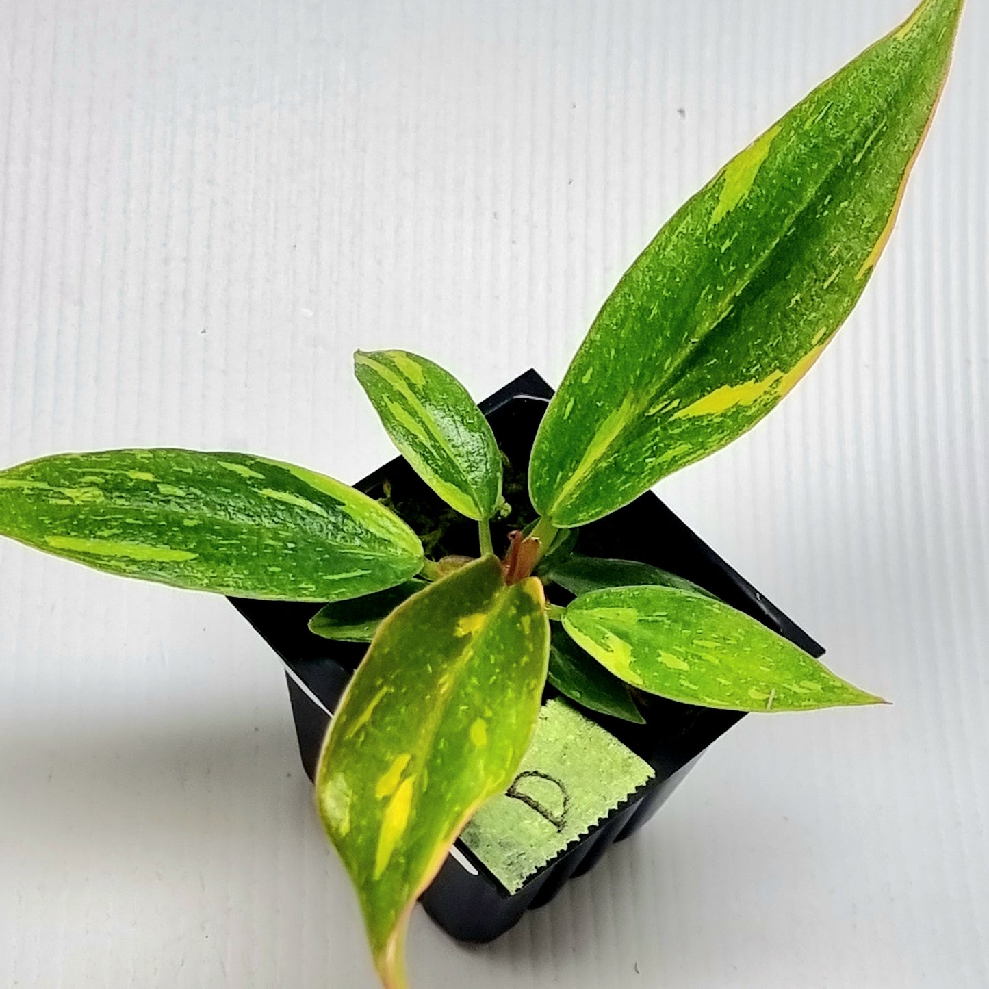 Philodendron Fire Tiger