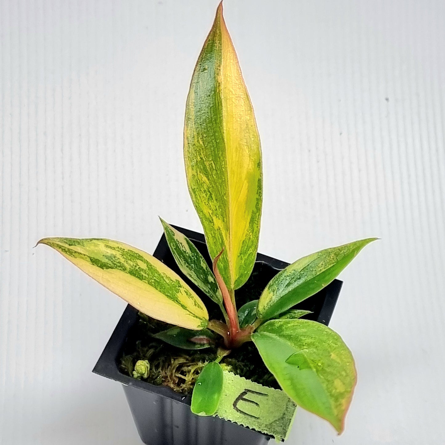 Philodendron Fire Tiger