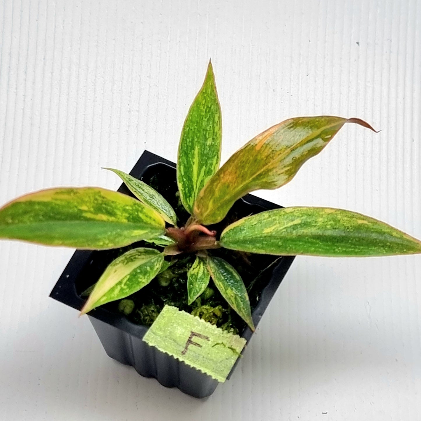 Philodendron Fire Tiger