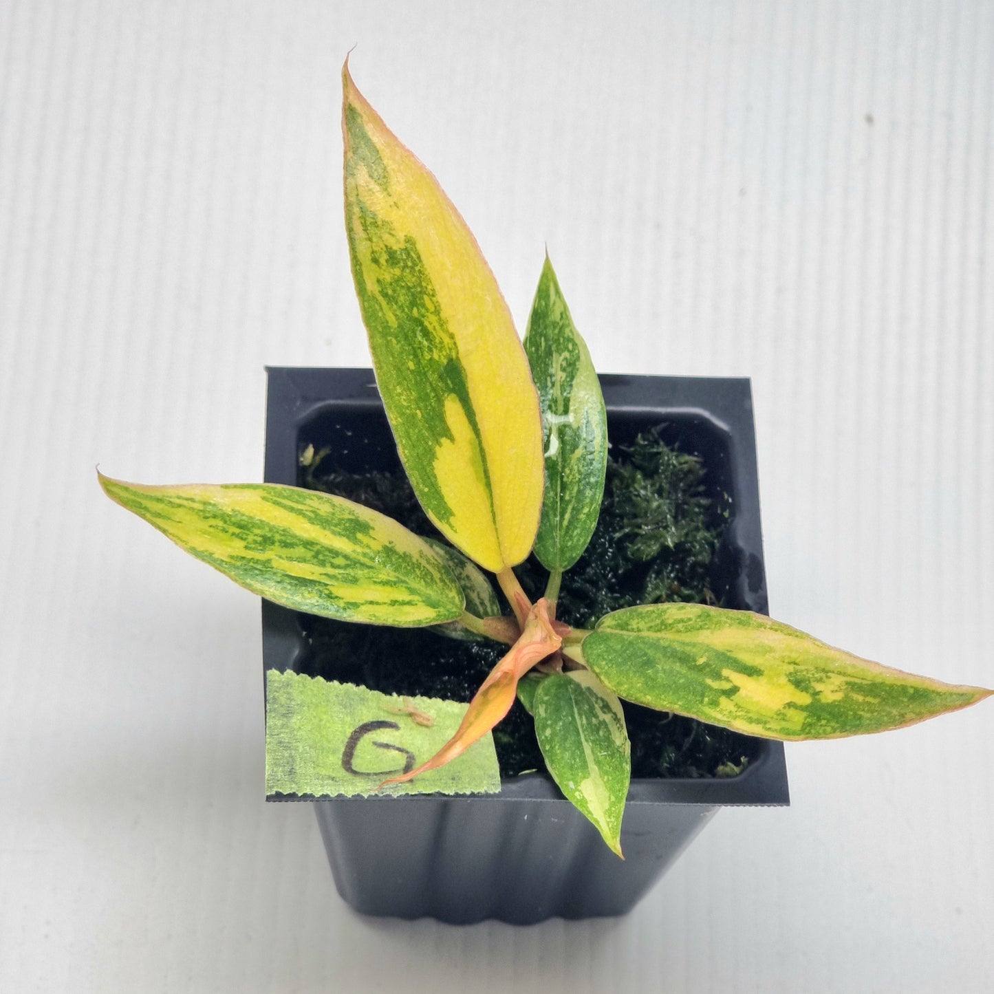 Philodendron Fire Tiger