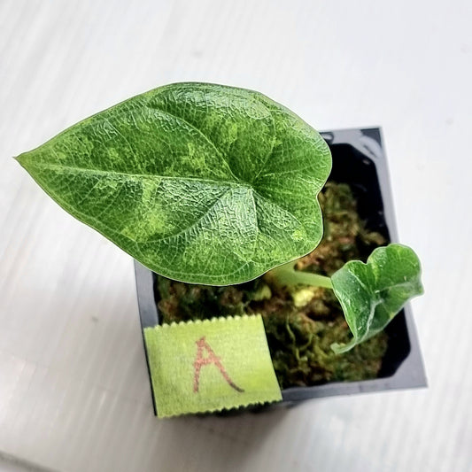 Alocasia melo Aurea variegated