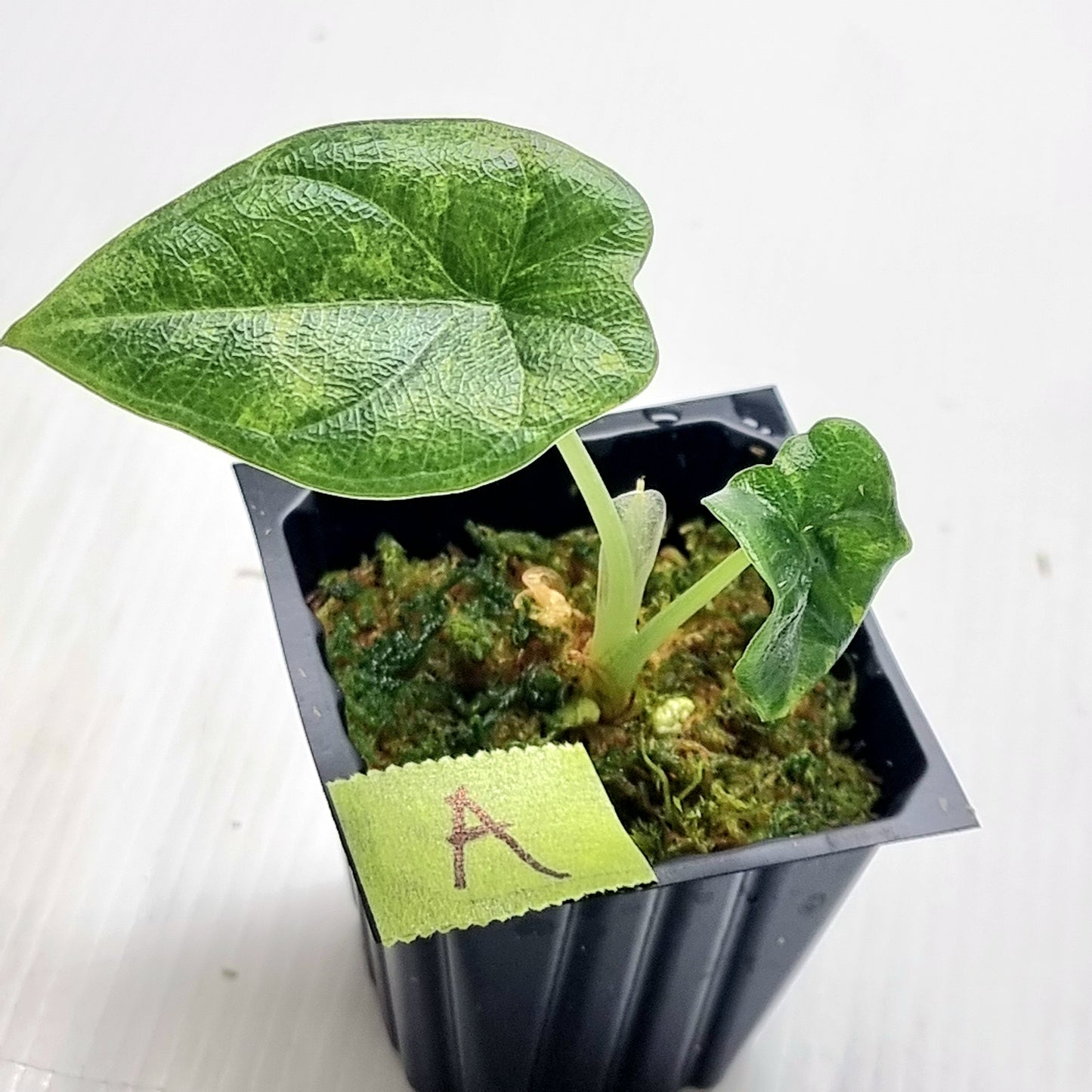 Alocasia melo Aurea variegated