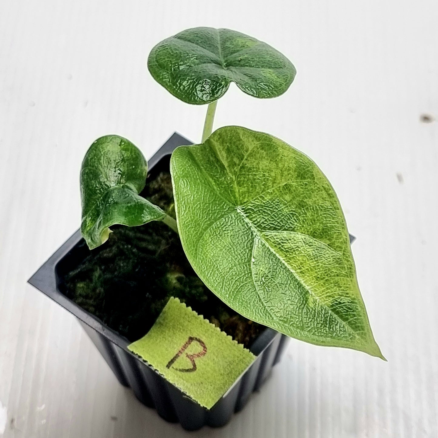 Alocasia melo Aurea variegated