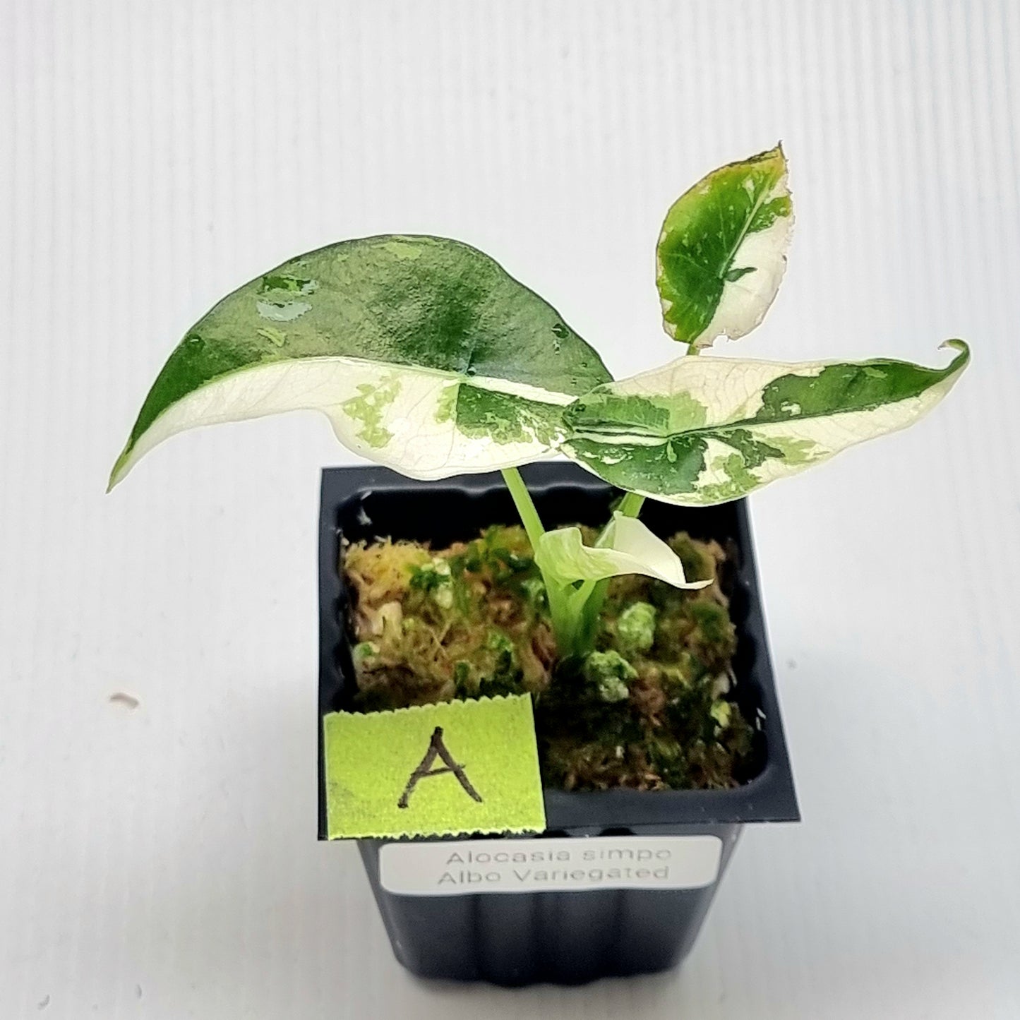 Alocasia Simpo Albo Variegated