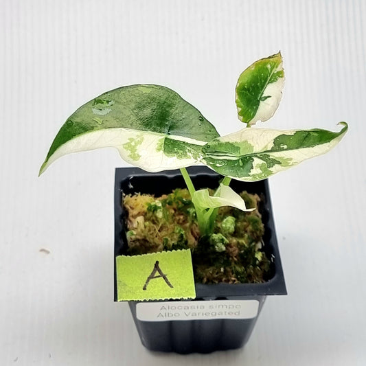 Alocasia Simpo Albo Variegated