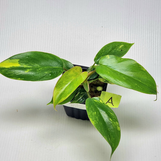 Philodendron Florida Beauty x P. mayoi Variegated