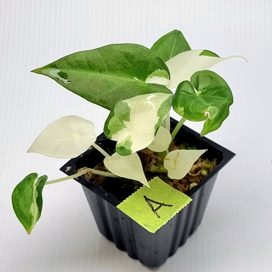 Alocasia Regal Shield Albo Variegated