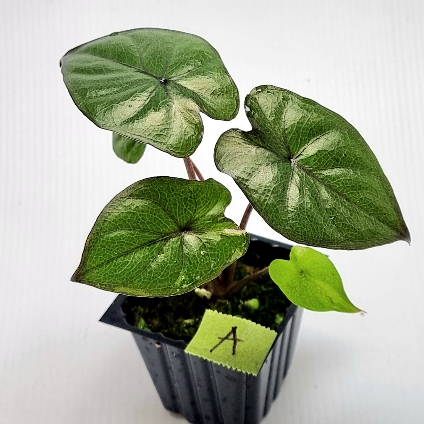 Alocasia Yucatan Princess LOW Variegated