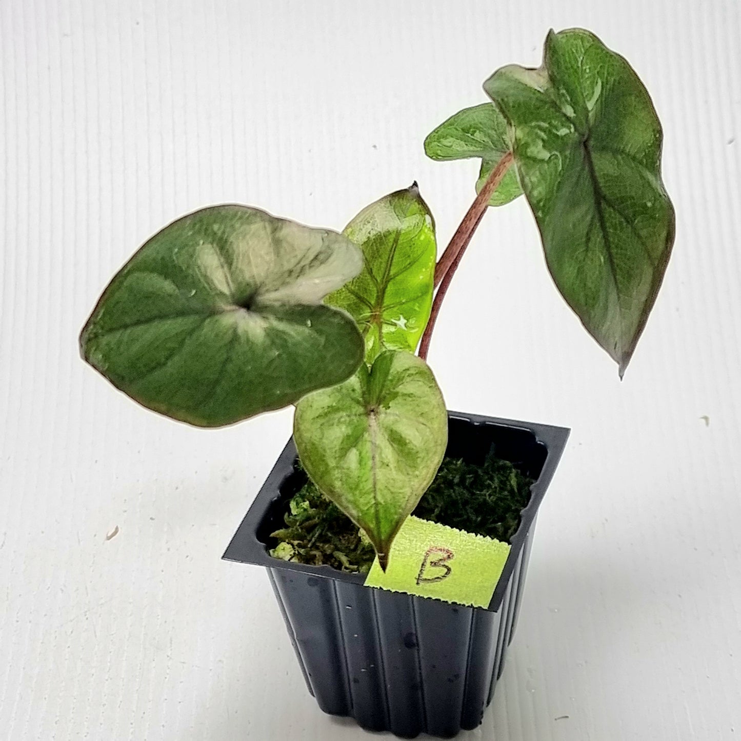 Alocasia Yucatan Princess LOW Variegated