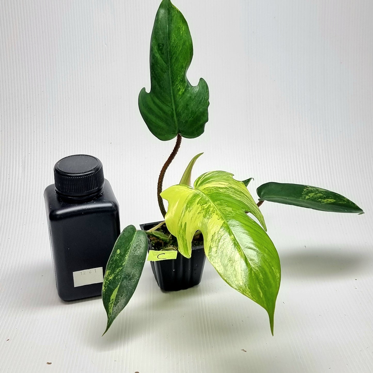 Philodendron squamiferum X P. Florida Beauty Variegated