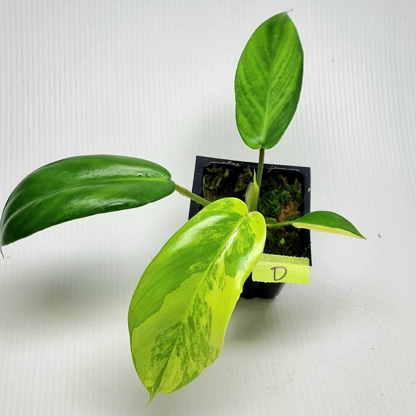 Philodendron squamiferum X P. Florida Beauty Variegated